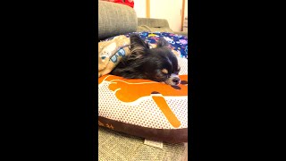 犬をダメにするクッションの魔力に勝てない犬　Chihuahua loses to the comfort of the cushion #shorts