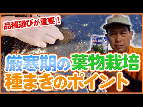 家庭菜園や農園で厳寒期の葉物栽培スタート！11月に種まきできるオススメ品種！厳寒期の種まきや栽培初期のポイントを徹底解説！【農園ライフ】