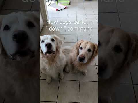 How dogs perform "down" command @GabieCocoMarmora