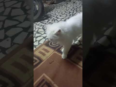 Njn veetil pon #cat#catlover#catshorts#pets#funny#new#subscribe