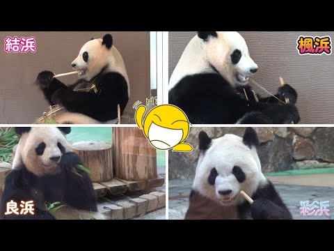 浜家🐼マルチで可愛さ倍増😍だれ見る？みんな勢揃い👍