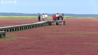 網走の湖に真っ赤なじゅうたん「サンゴ草」