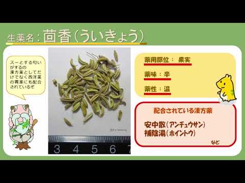 はじめての漢方e-learning 「薬用植物シリーズ」カレー編