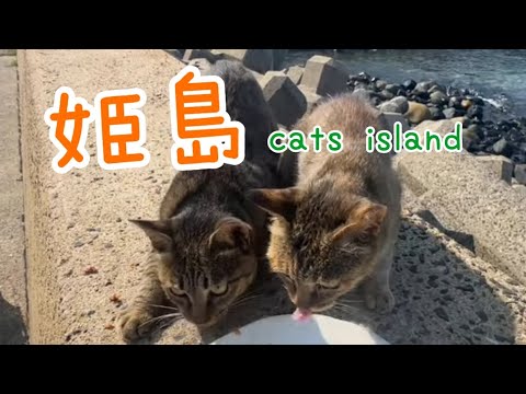 海岸でご飯と港　Dining on the coast and at the harbor　【姫島】【夏休み2024】【猫島巡り】