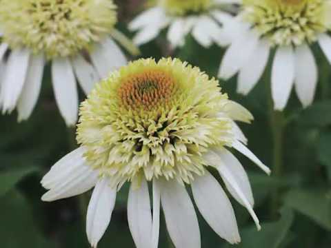 Get to Know Coneflower/Echinacea - Sun-Loving Plants