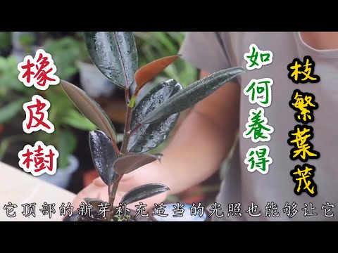 【天天小花農】盆栽橡皮樹，夏天養得枝繁葉的養護方法