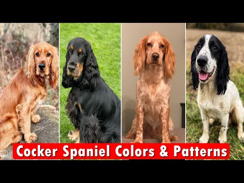 10 most popular Cocker Spaniel Colors & Patterns