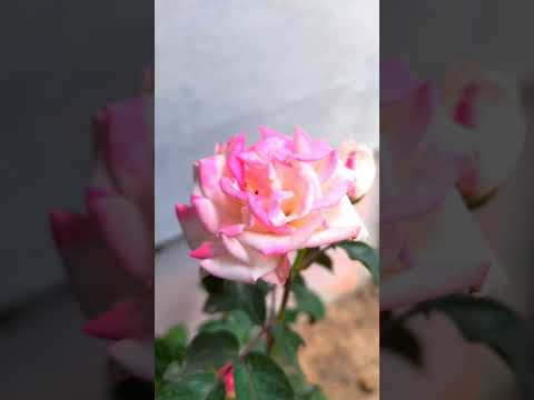 most beautiful rose🌹🌹Subscribe me#shorts #rose #roseplant #flowers #viralshortvideo