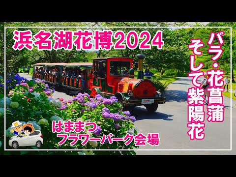 【浜名湖花博2024】バラ・花菖蒲、そして紫陽花。撮影6/1（土）フラワーパーク会場の最新情報です。