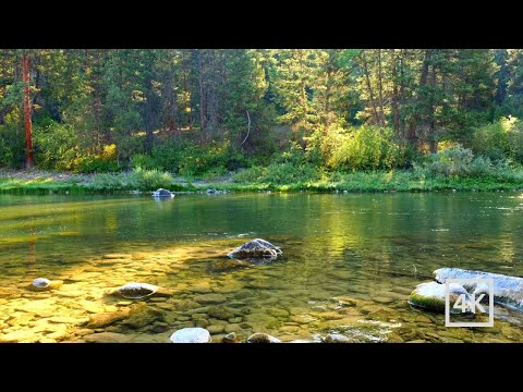 4K Forest River Nature Sounds | Nature Scene for Relaxation | Soothing Water Ambience | White Noise