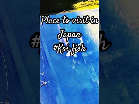 🎏🐟Beauty of a Japanese Pond | 15-Second serenity🎏🐟#japan #fish #japantravel #travel #japantamil