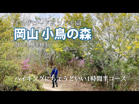 【岡山 小鳥の森】ミモザを求めて行ったらツバキがキレイでした