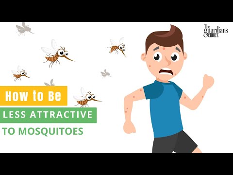 Mosquitoes Hate These Tricks! How to Be Less Attractive to Mosquitoes - Your Ultimate Guide!