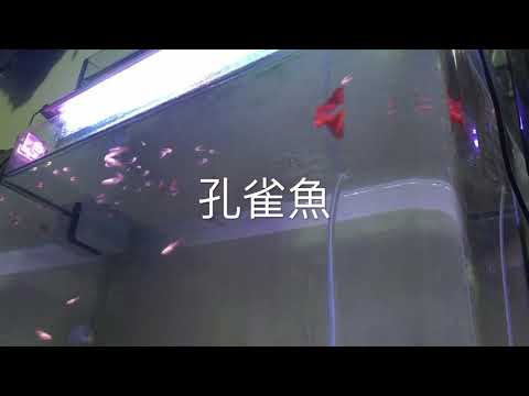 孔雀魚成長日記