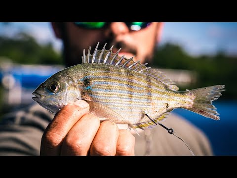 Using Live PINFISH To Catch Big Redfish in Tampa Bay