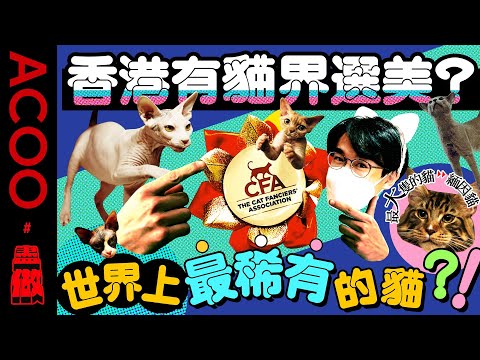 【內有純種貓飼養小tips】Happy參加香港貓選美大賽？！純種貓一定高竇啲？睇盡80隻純種貓 緬因貓、藍貓、德文捲毛... 超可愛！｜盡做｜ACOO