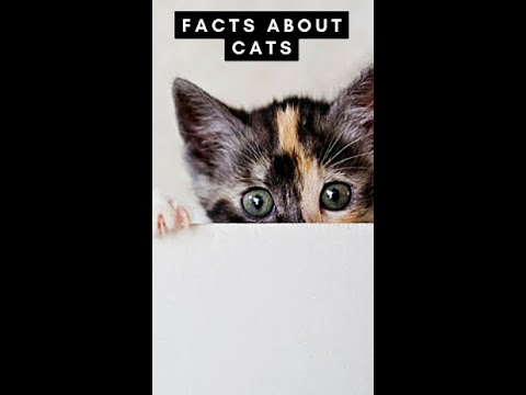 Amazing Cat Facts #Shorts