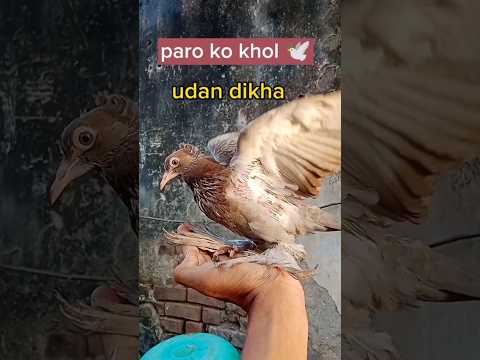 Paro ko khol zamana udan dekhta he🕊️ ||kabutar ki video|| #pigeon #kabutar #kabutarbazi #kabutarbazi