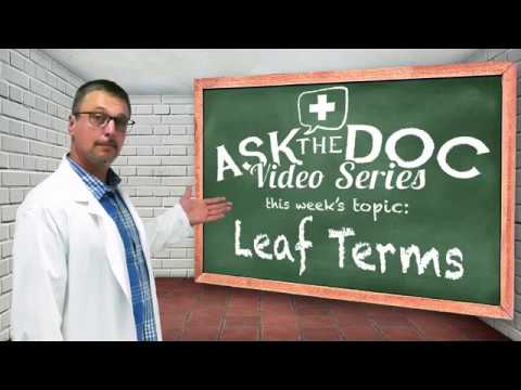 Learn your Leaf Terms with Doc Myers - How to learn leaf terminology - parts of plant leaves