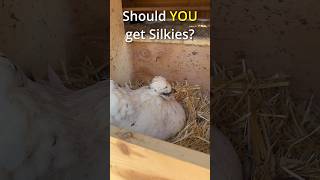 Pros and Cons of Silkie Chickens #silkiechicken #homestead