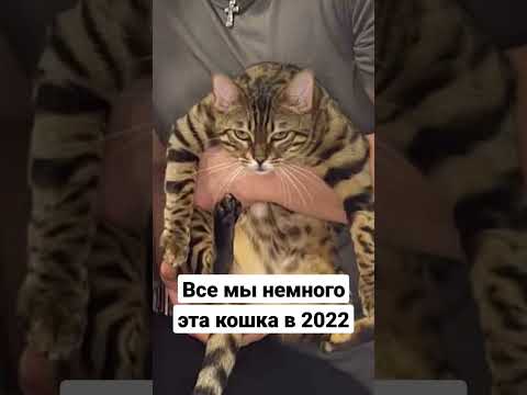 Кошка, которая показала весь 2022 год😁