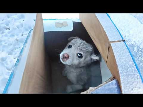 Helpless Puppy Abandoned by Owner in -4°F Outdoor Box, No One Can Hear His Faint Whimpers.😭