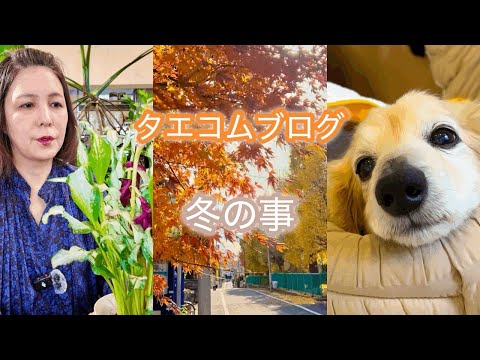 薄毛が気になるお年頃／変わった植物が加わりました／小麦との愛しい時間と新たな病魔