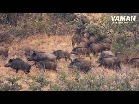 ENDLESS WILD BOARS, EPIC HUNTING SHOTS, BEST SCENES #hunting #wildlife