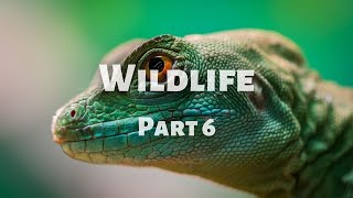 Wildlife Exploration with Calm Music - 4k No Repetition - Part 6