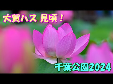 【4K】古代の大賀ハス 見頃！＠千葉公園2024