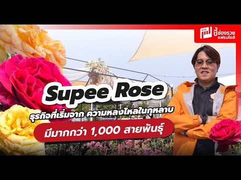 Supee Rose ฟาร์มกุหลาบที่ไม่ธรรมดา ยอดขาย 2,000 ต้นต่อเดือน พร้อมส่งออกต่างประเทศ