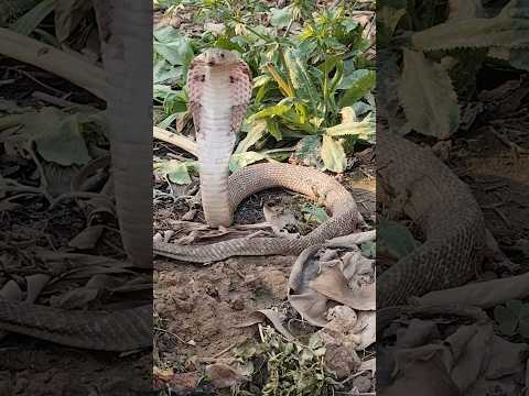 Không dùng tay không đào bới bắt rắn #cobrasnake #viralvideo #animals #cobra #snake