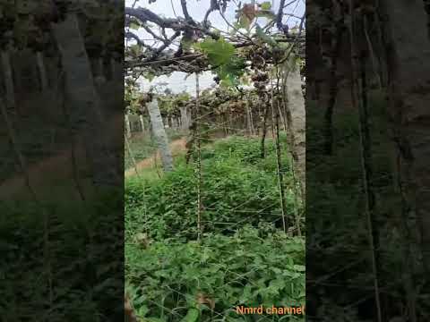 grapes garden||#shorts