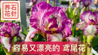 鸢尾Iris - 容易打理，开花有特色