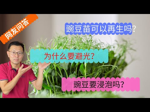 网友问答4：微型蔬菜种豌豆为什么要避光？可以多次采收吗？为什么豌豆苗很硬？