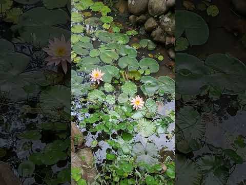 宜蘭羅東林業文化園區 蓮花