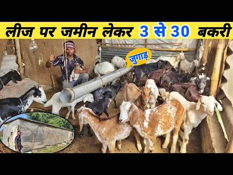 लीज पर जमीन लेकर शुरू किया बकरी पालन के साथ मुर्गी | Goat farming in hindi