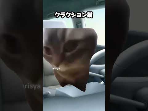 猫ミーム　クラクション猫🐱🚗