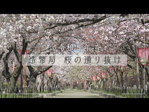 【おうちで通り抜け】令和5年造幣局「桜の通り抜け」（2023年4月撮影）