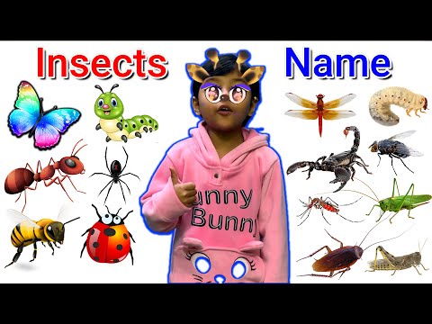 insects name for kids | learn insects name in english