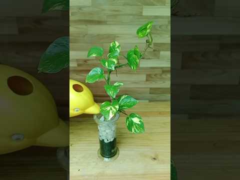 Unique idea of growing Golden Pothos /money plant in glass