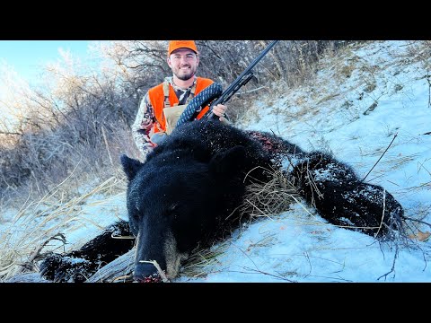 Black Bear Hunting In The Colorado Mountains {Catch Clean Cook} Rendering Bear Grease