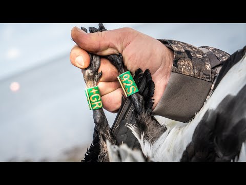 Waterfowl Hunting Out of Layout Boats in Alaska | Two Double Bands - Fowled Reality