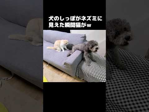 犬のしっぽがネズミに見えた瞬間猫が...笑#shots