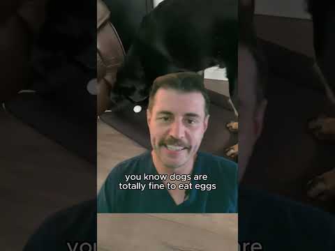 Dr Evan - Why dogs protect eggs! 😱