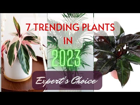 7 MUST HAVE Plants for 2023 + Care Tips/ 2023 IT PLANTS