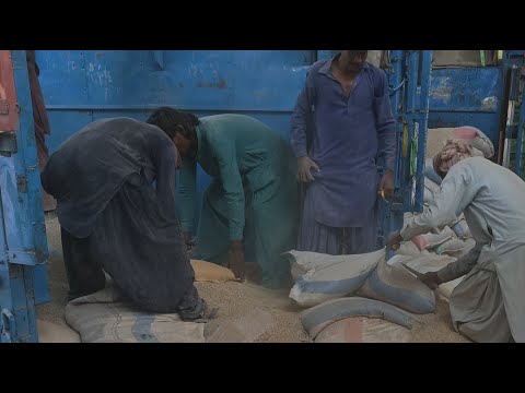 Rice broken vehicle arrival for poultry feed | how unloading of rice in feedmill hard work by labour