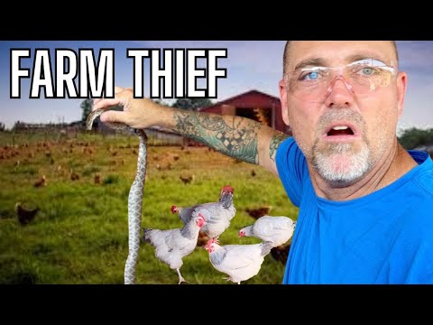 There Is A SNAKE In My Coop!  DIY Chicken Nest Boxes, Cheap & Easy Farm Hack!