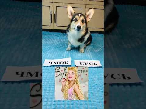 СМЕШНЫЕ ЖИВОТНЫЕ | КОРГИ ЛУНА ВЫБИРАЕТ КУСЬ ИЛИ ЧМОК #funny #dog #funnyvideo #pet