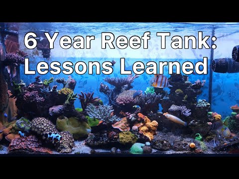 7 Lessons I Learned From Keeping A Reef Tank For 6 Years